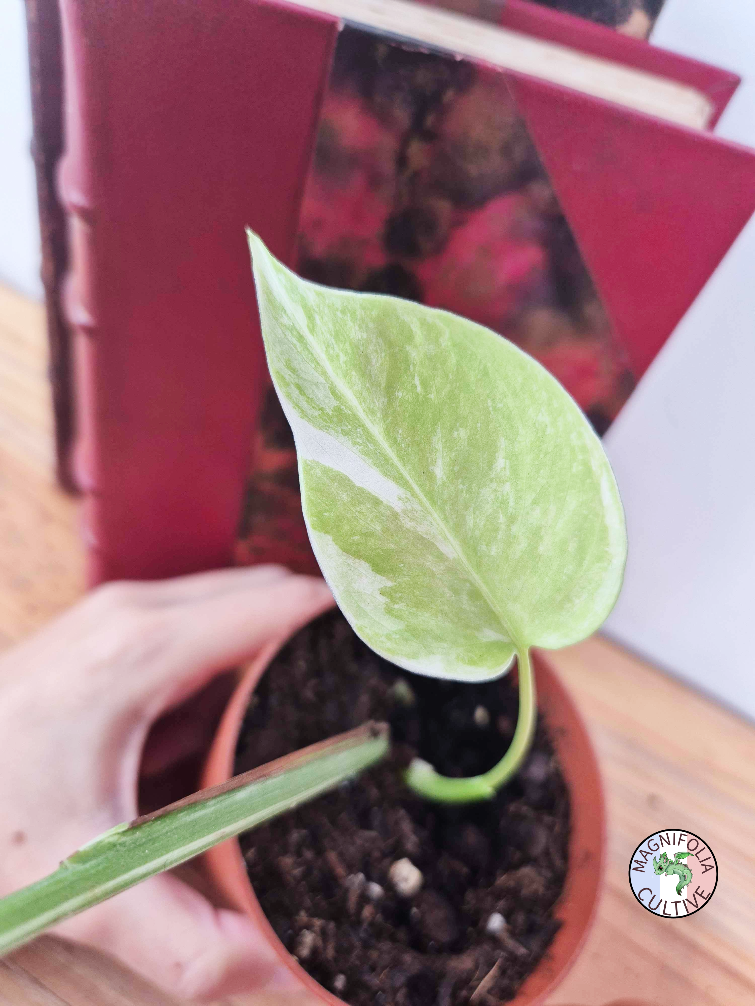 Monstera deliciosa Variegata