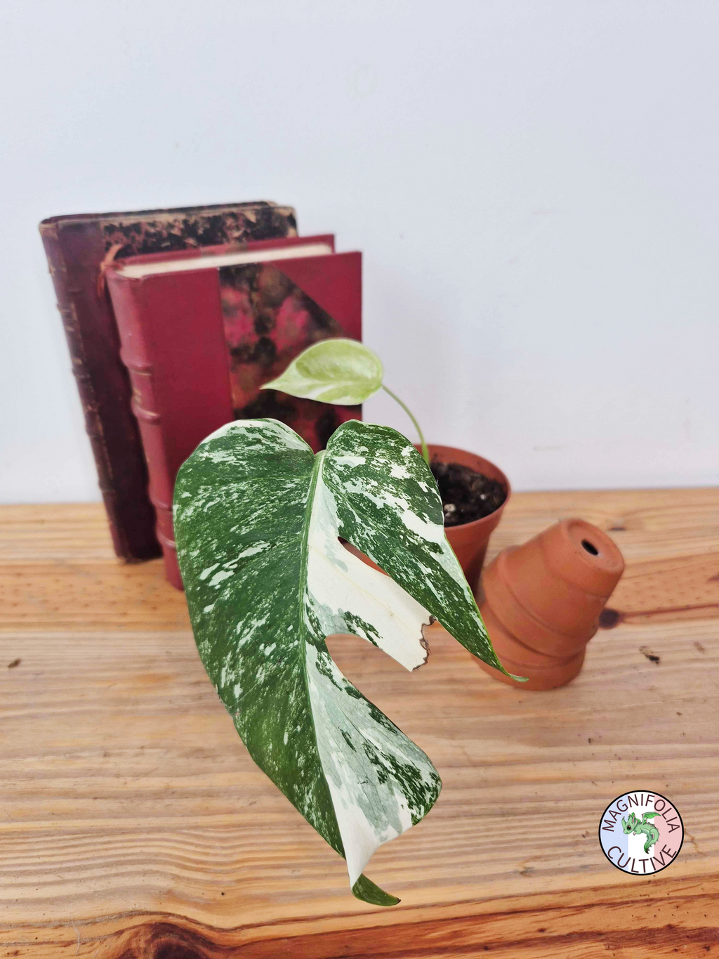 Monstera deliciosa Variegata