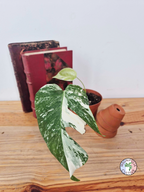 Monstera deliciosa Variegata