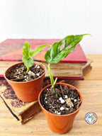 Monstera obliqua 'Peru'