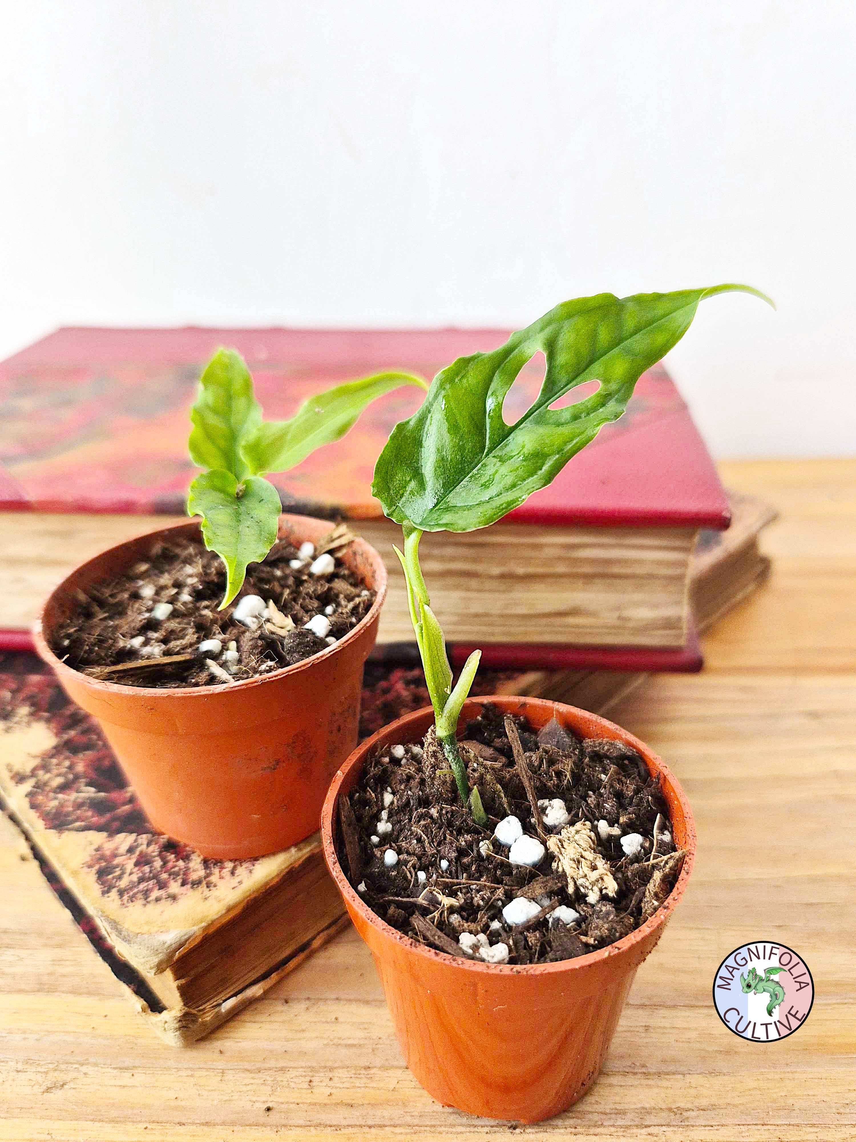 Monstera obliqua 'Peru'