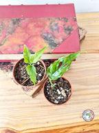 Monstera obliqua 'Peru'