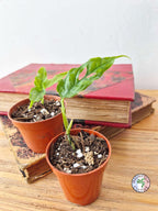 Monstera obliqua 'Peru'