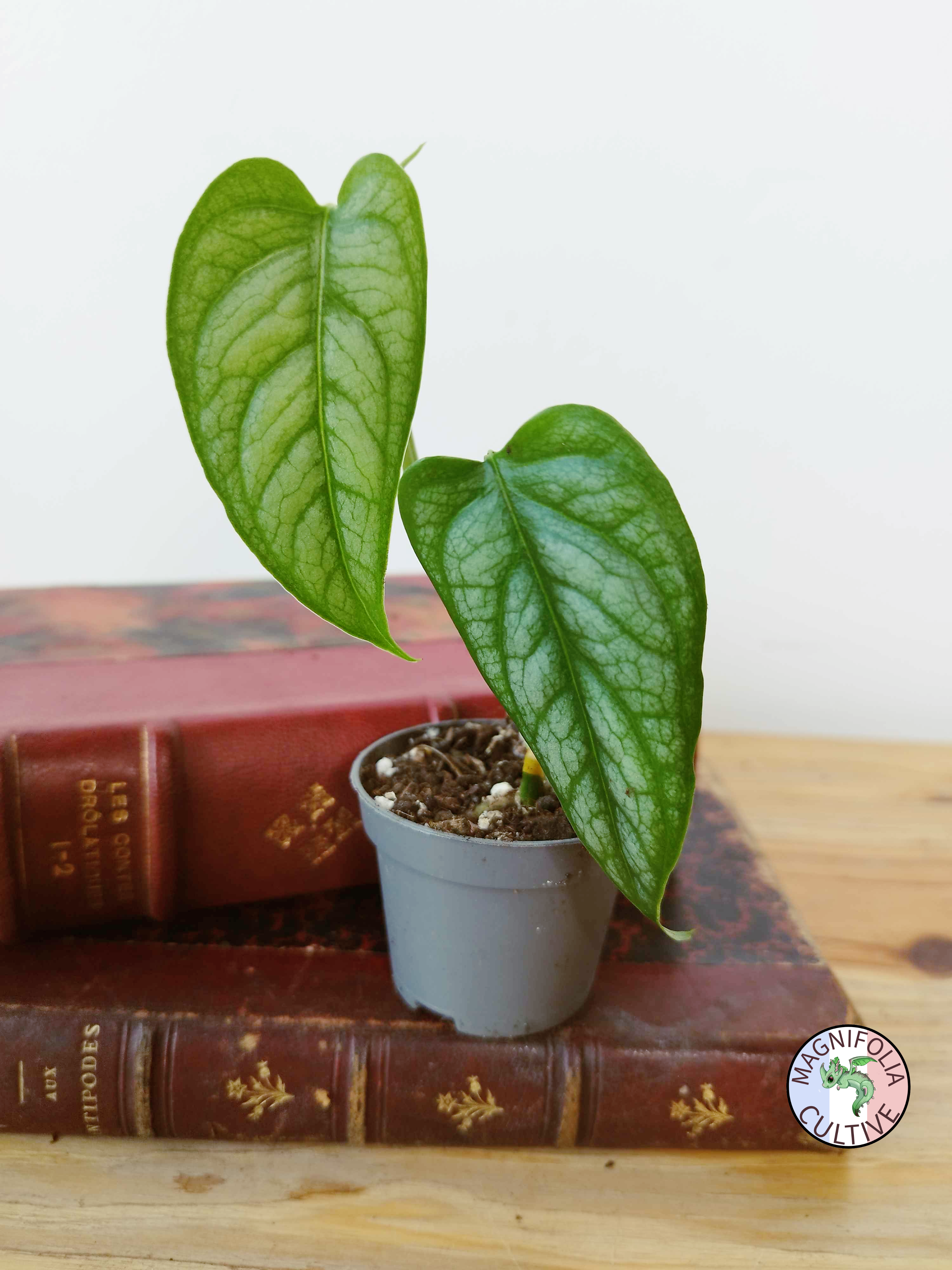 Monstera siltepecana
