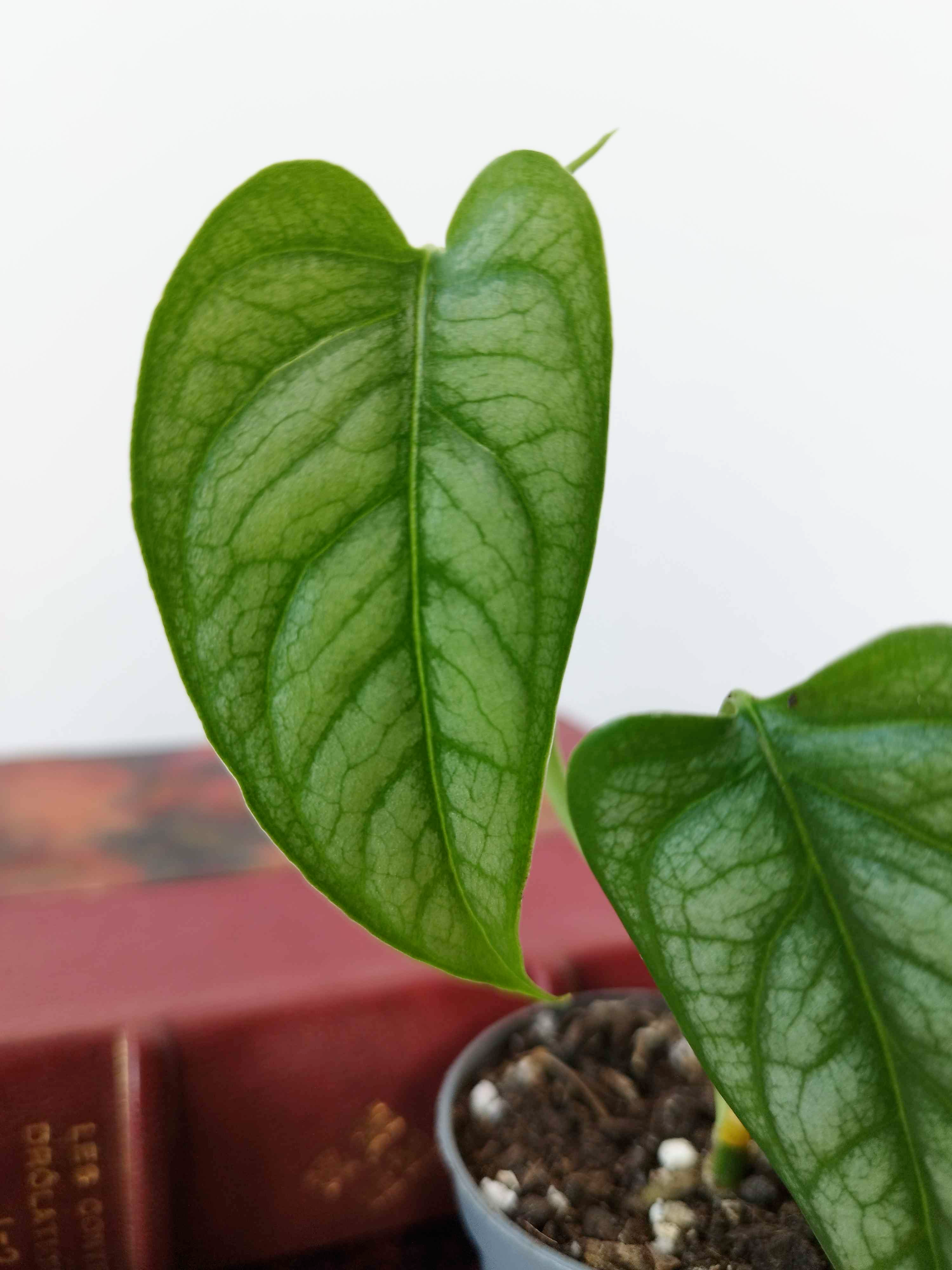 Monstera siltepecana