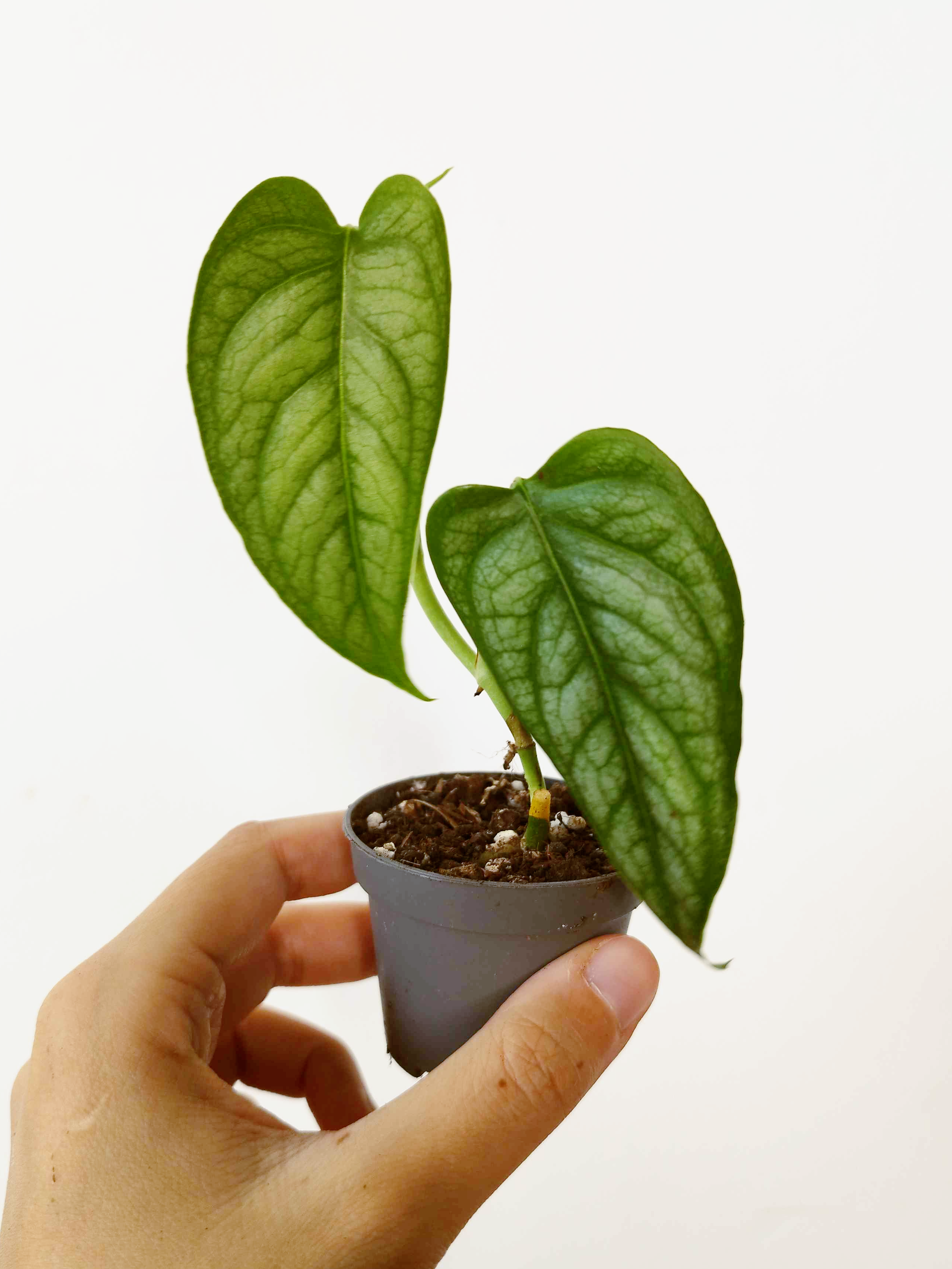 Monstera siltepecana
