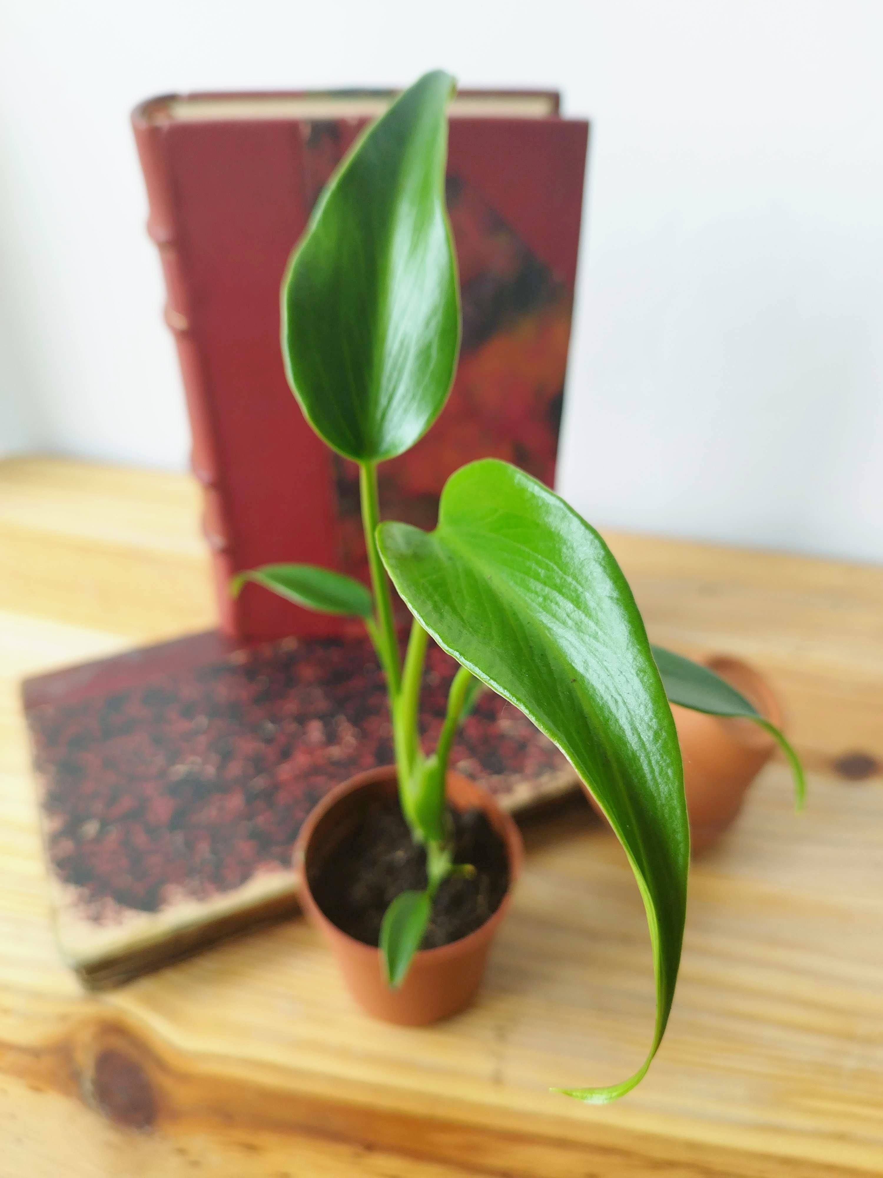 Monstera 'Burle Marx Flame'