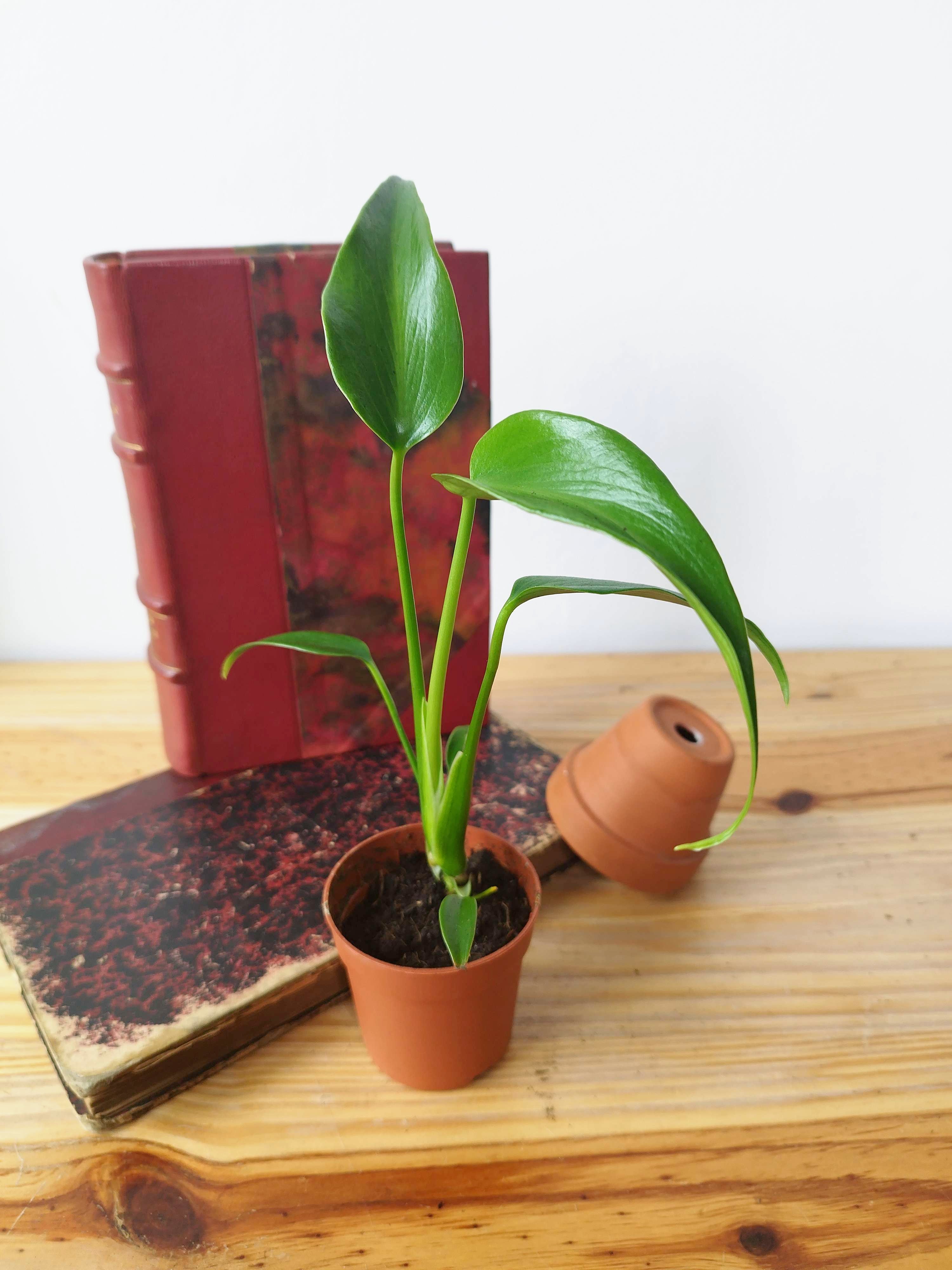 Monstera 'Burle Marx Flame'