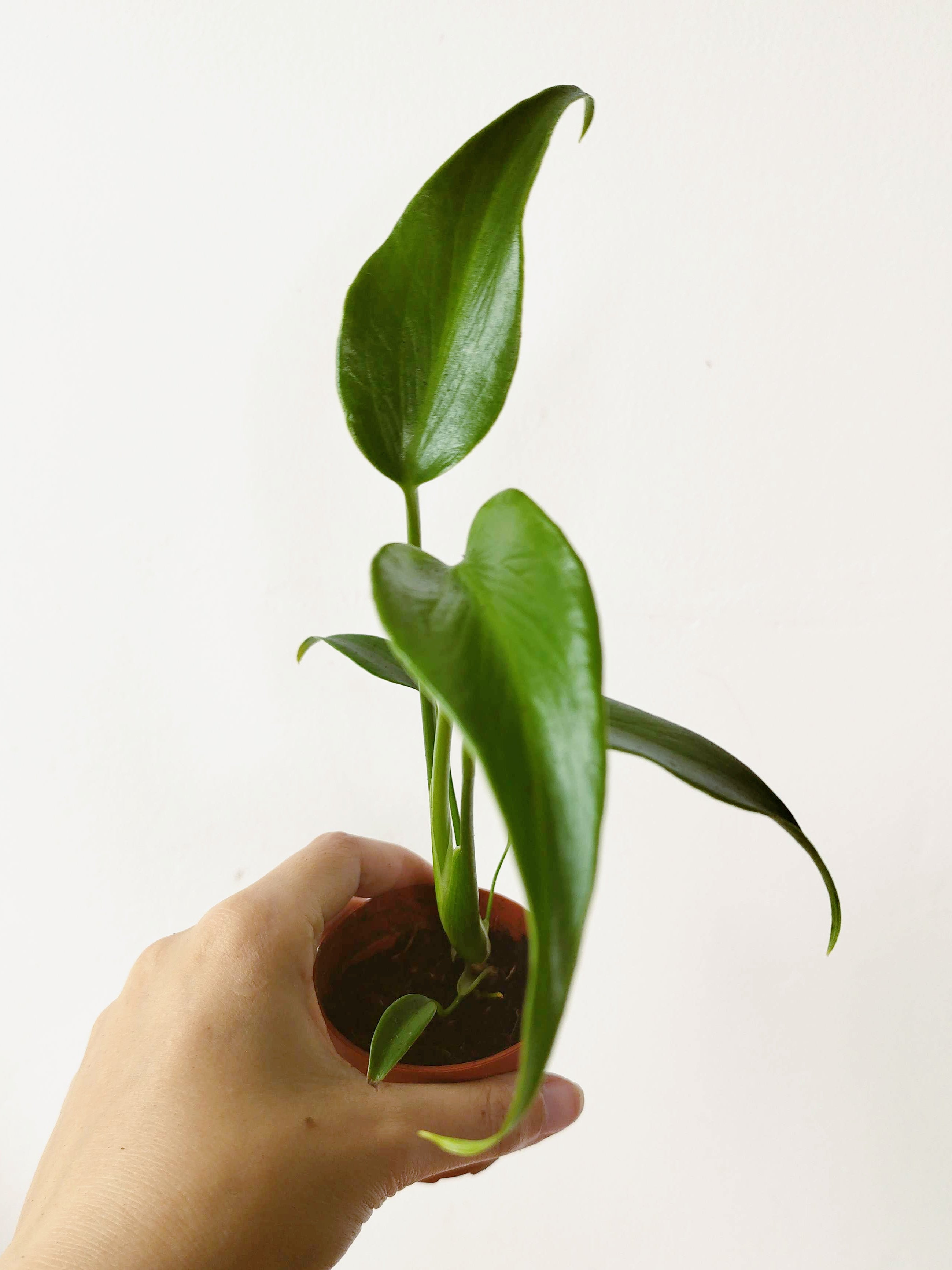 Monstera 'Burle Marx Flame'