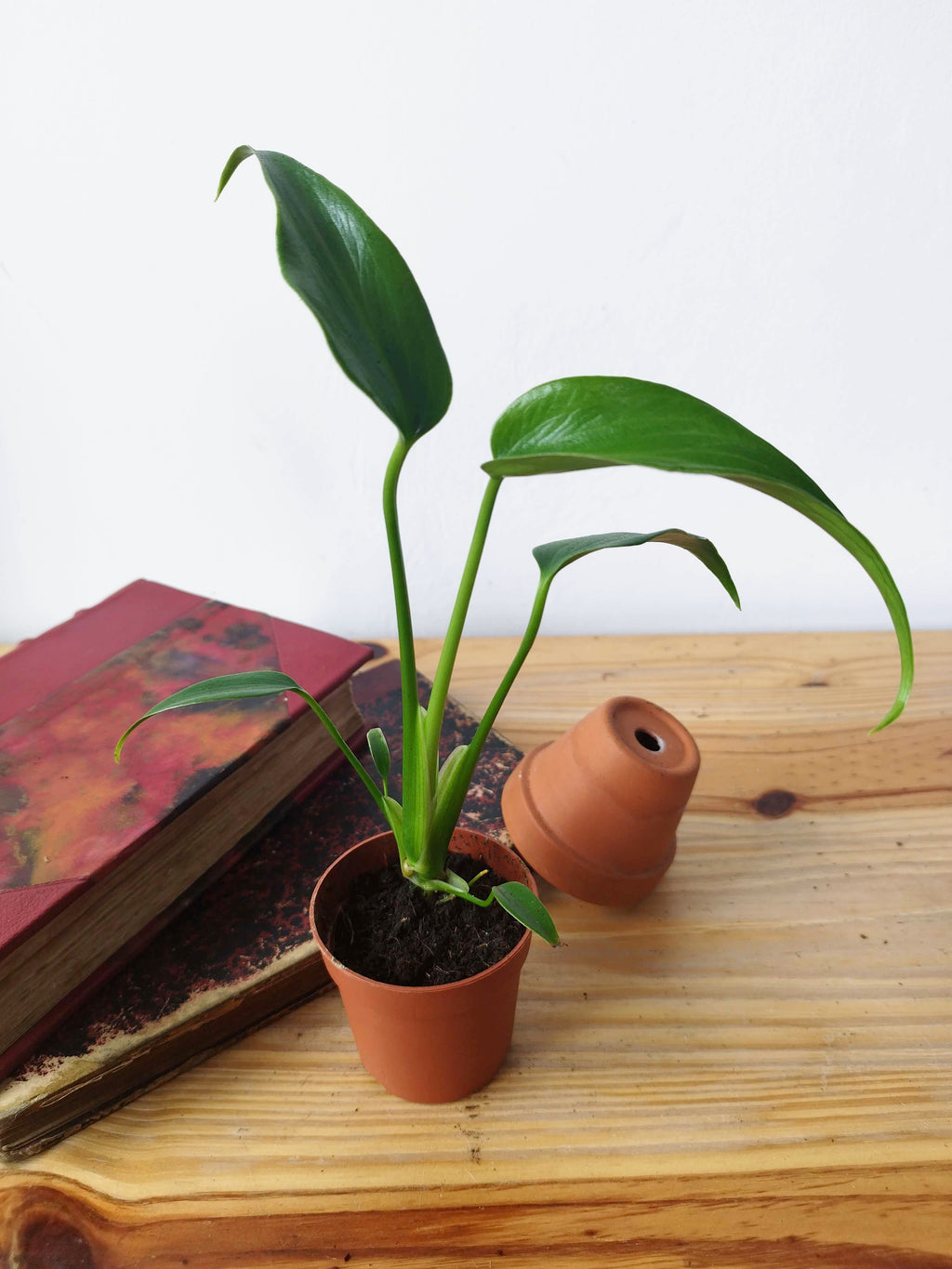 Monstera 'Burle Marx Flame'