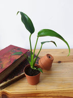 Monstera 'Burle Marx Flame'