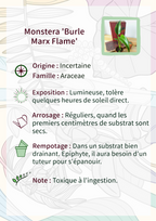 Monstera 'Burle Marx Flame'