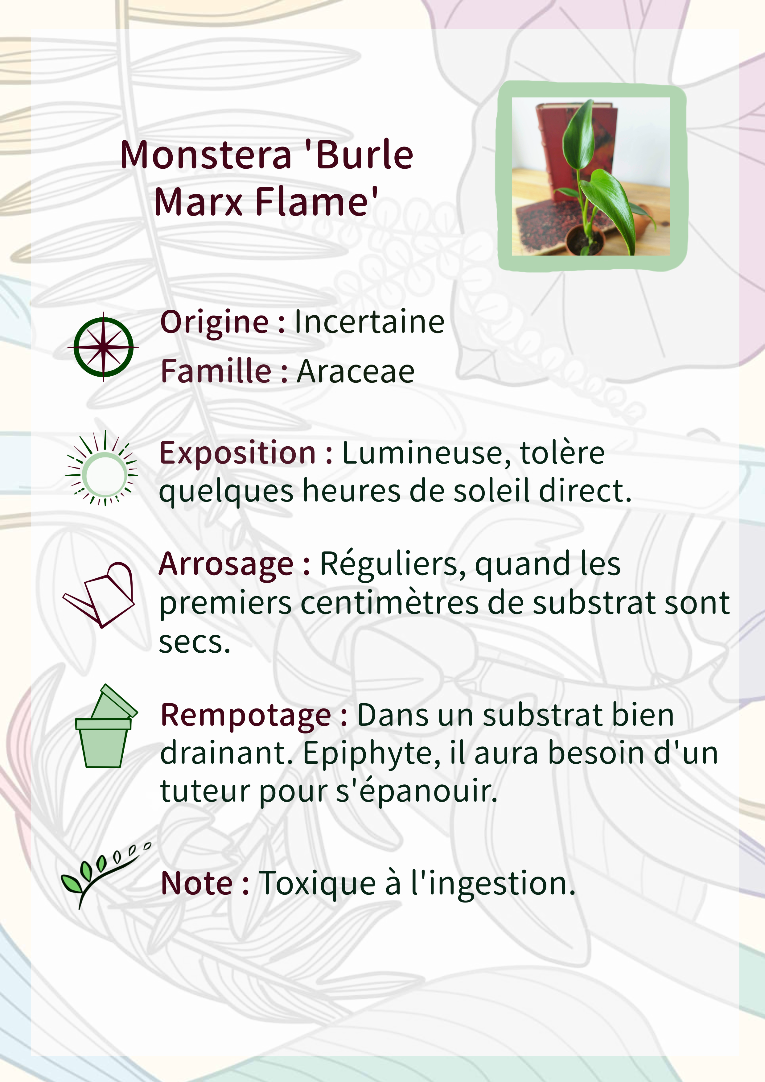 Monstera 'Burle Marx Flame'