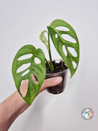 Monstera adansonii