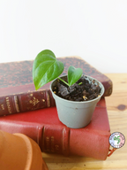 Monstera obliqua 'Brasil'