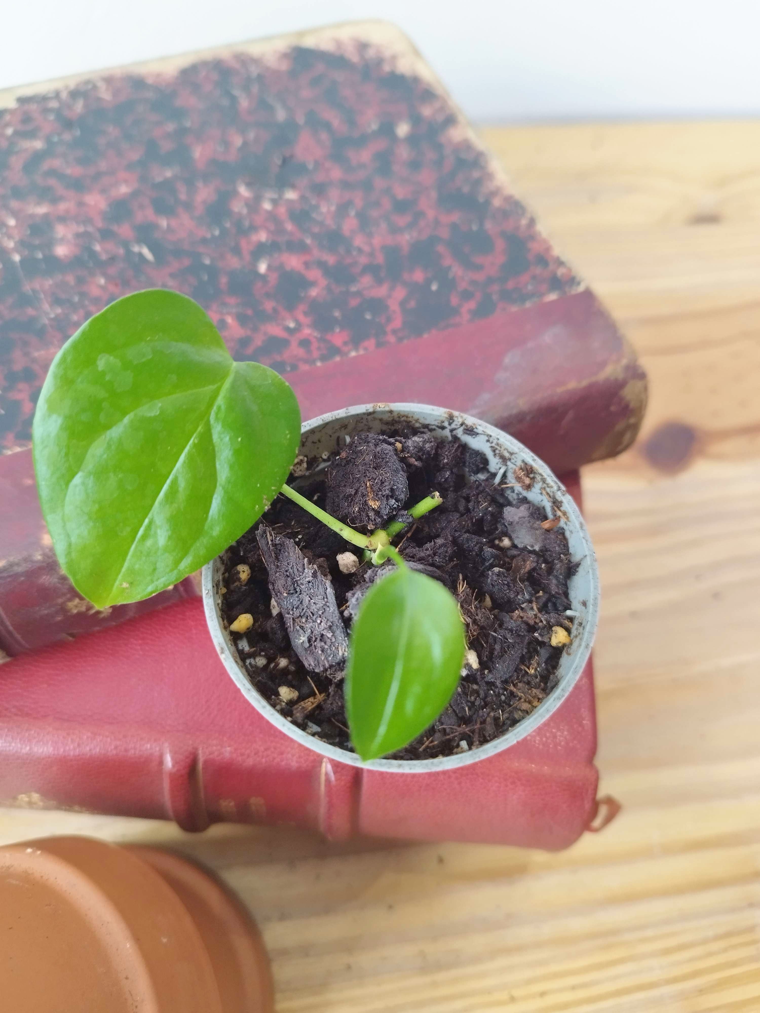 Monstera obliqua 'Brasil'
