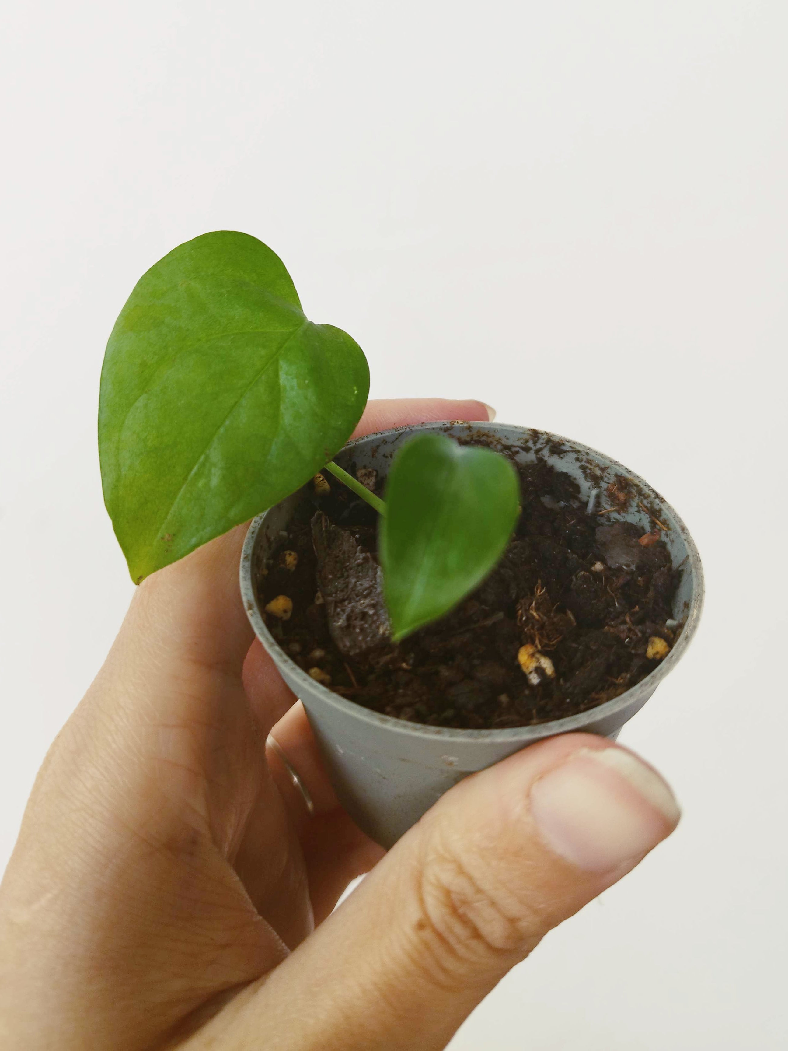 Monstera obliqua 'Brasil'