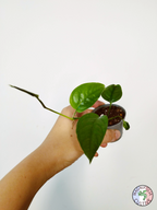 Monstera obliqua "Colombia"