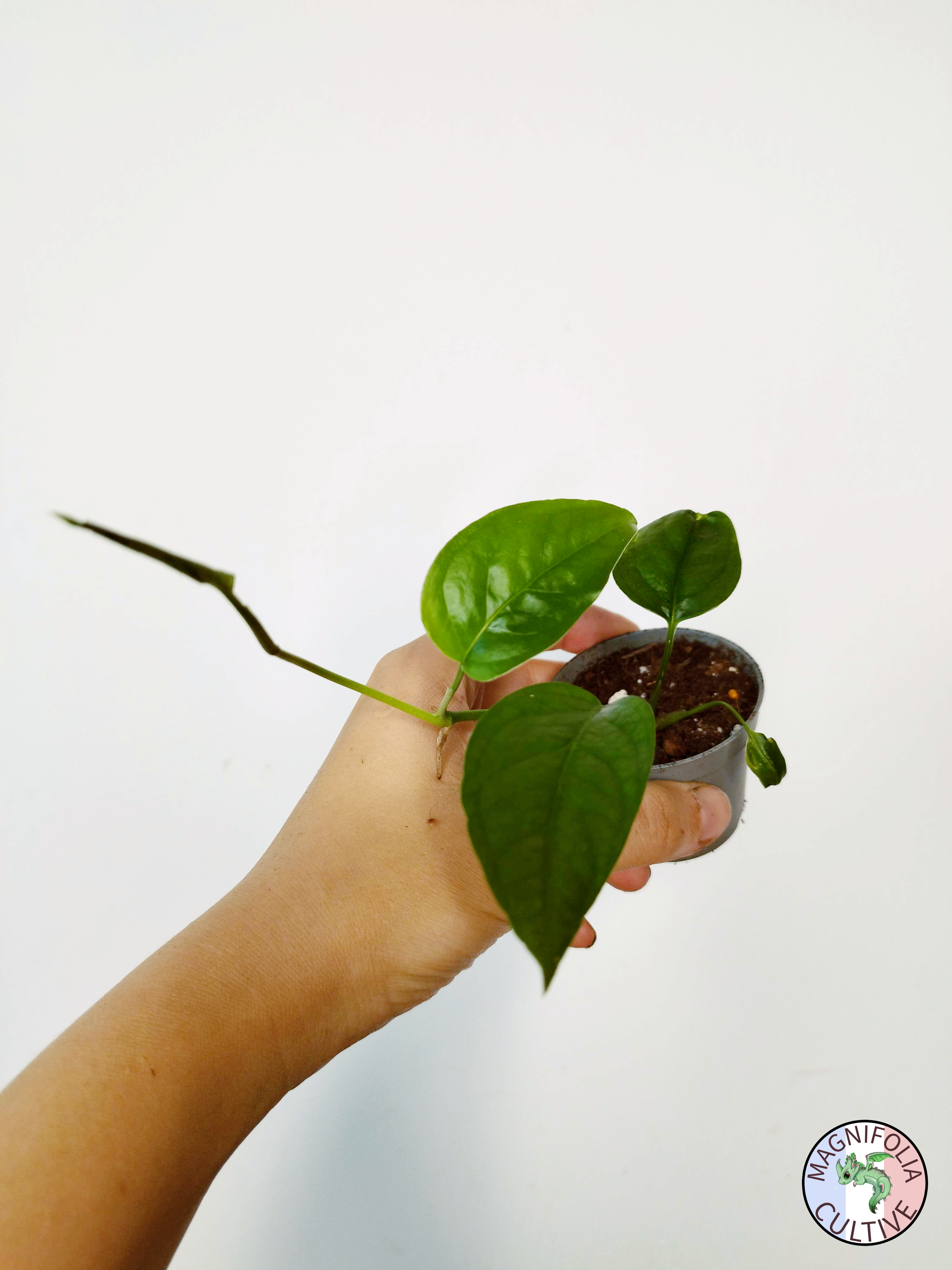 Monstera obliqua "Colombia"