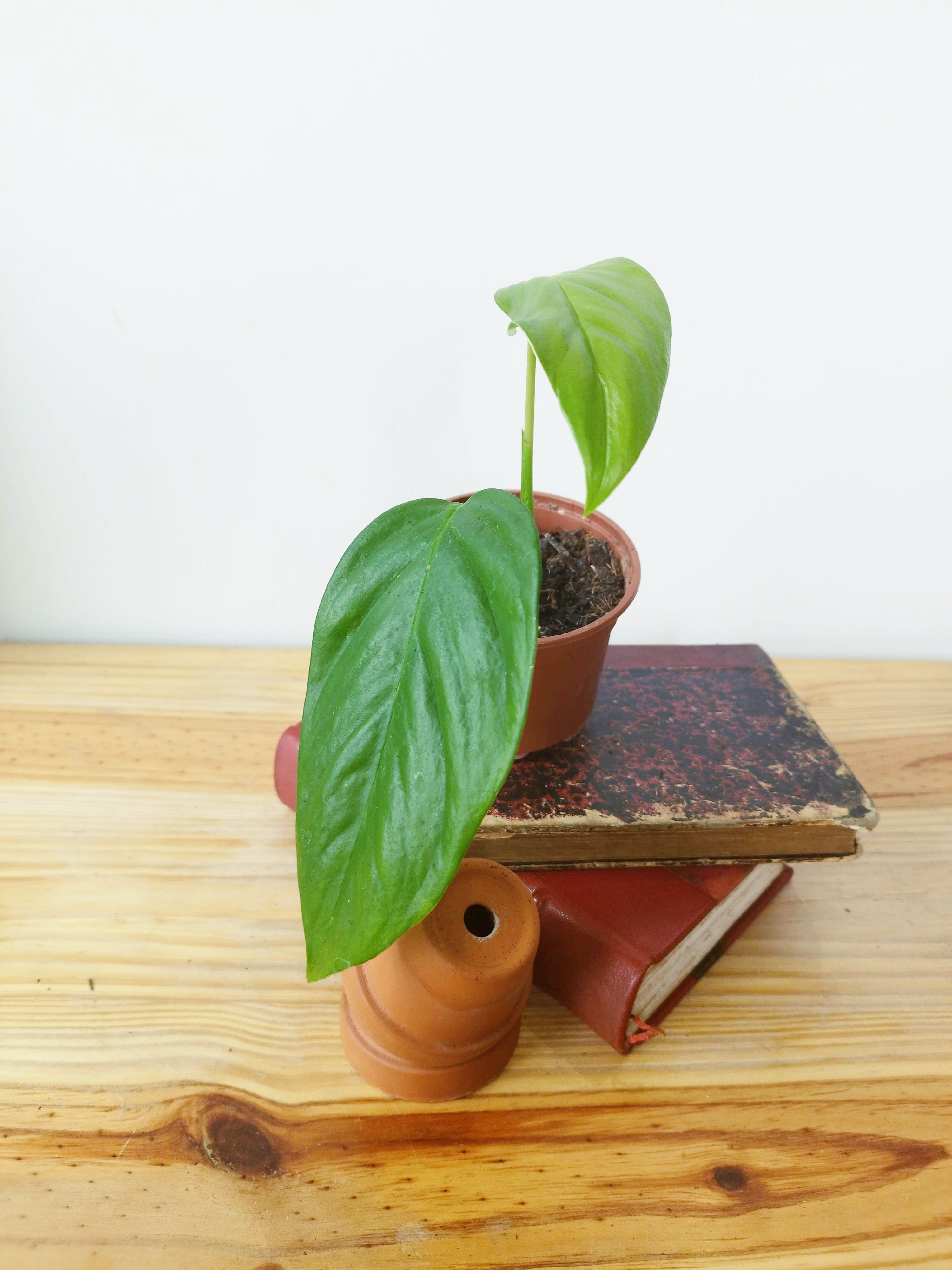 Monstera obliqua "Napo"