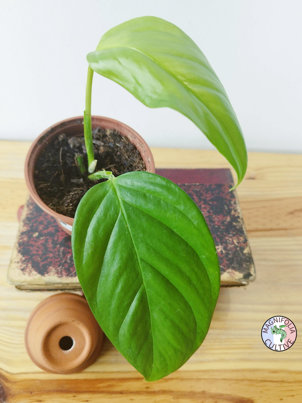 Monstera obliqua "Napo"