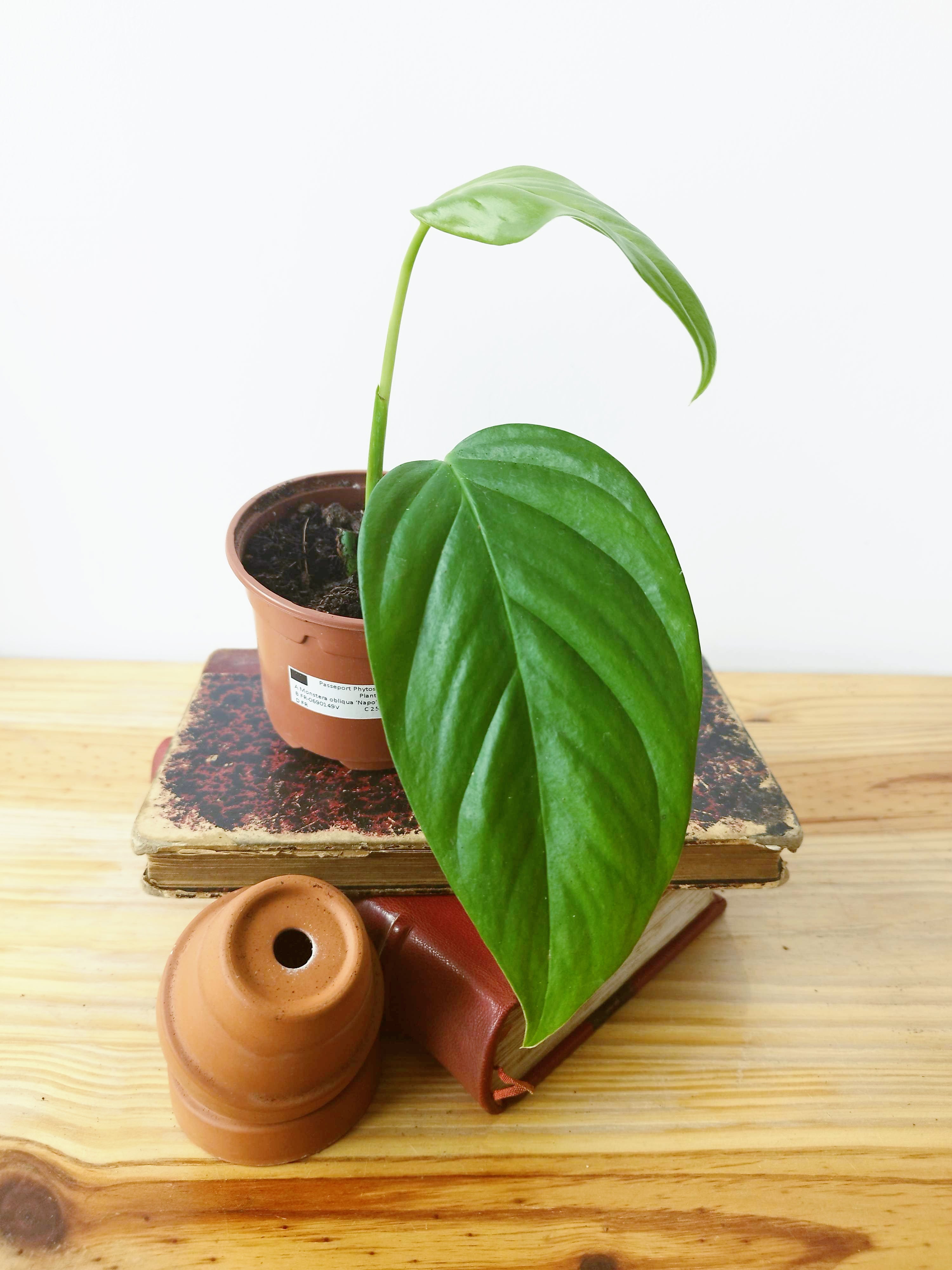 Monstera obliqua "Napo"