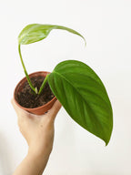 Monstera obliqua "Napo"