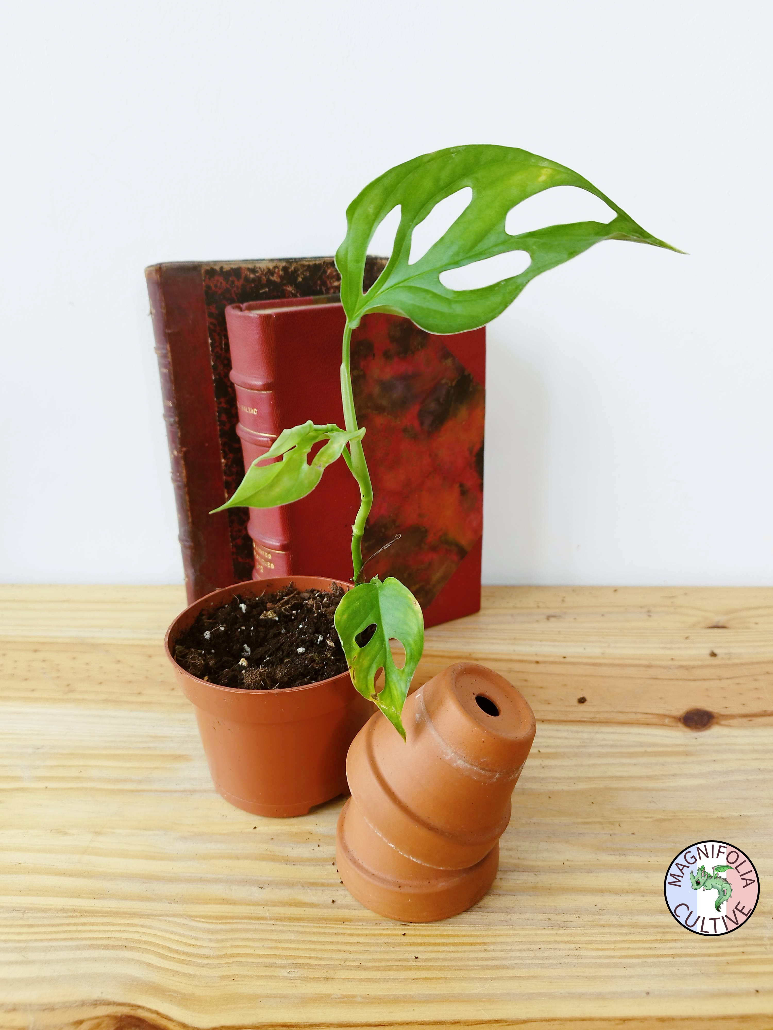 Monstera cf obliqua 'Cenepa'