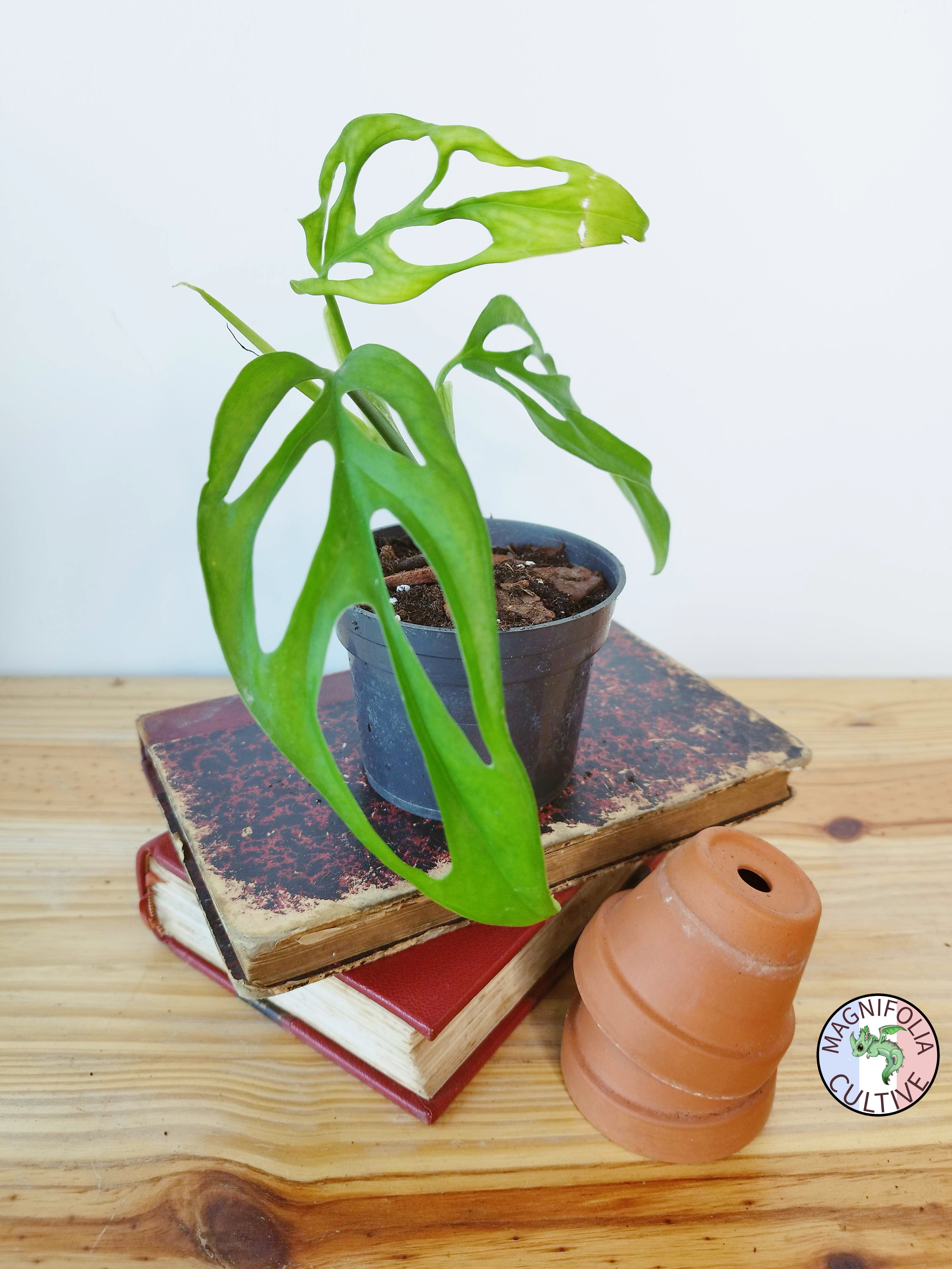Monstera obliqua 'El Oro'