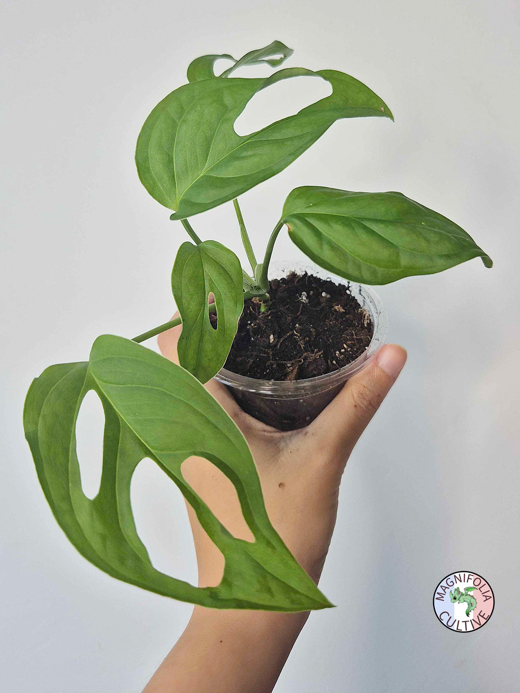 Monstera obliqua 'El Oro'