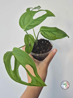 Monstera obliqua 'El Oro'