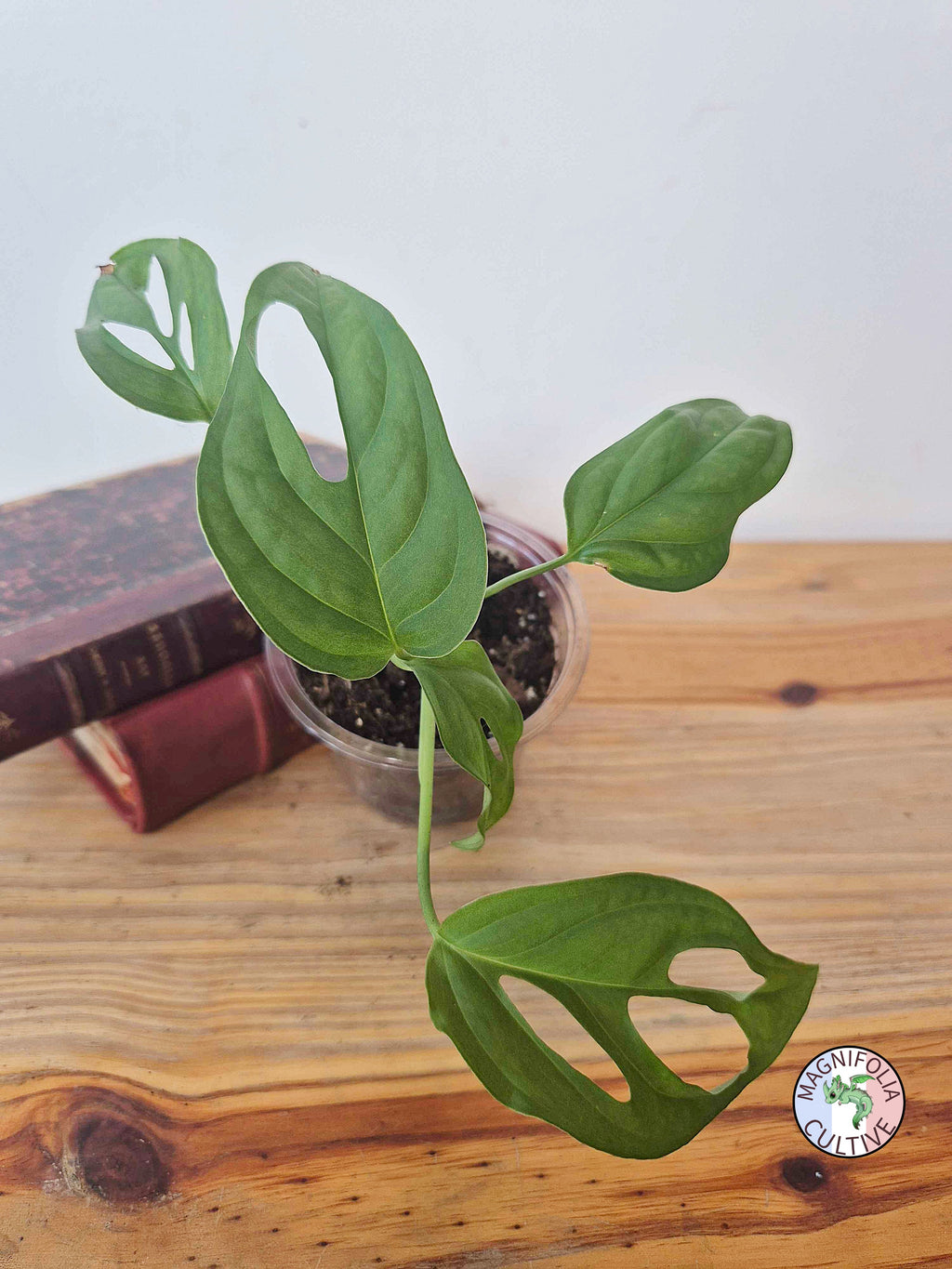 Monstera obliqua 'El Oro'