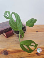 Monstera obliqua 'El Oro'
