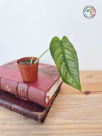 Monstera siltepecana