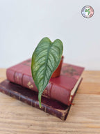 Monstera siltepecana