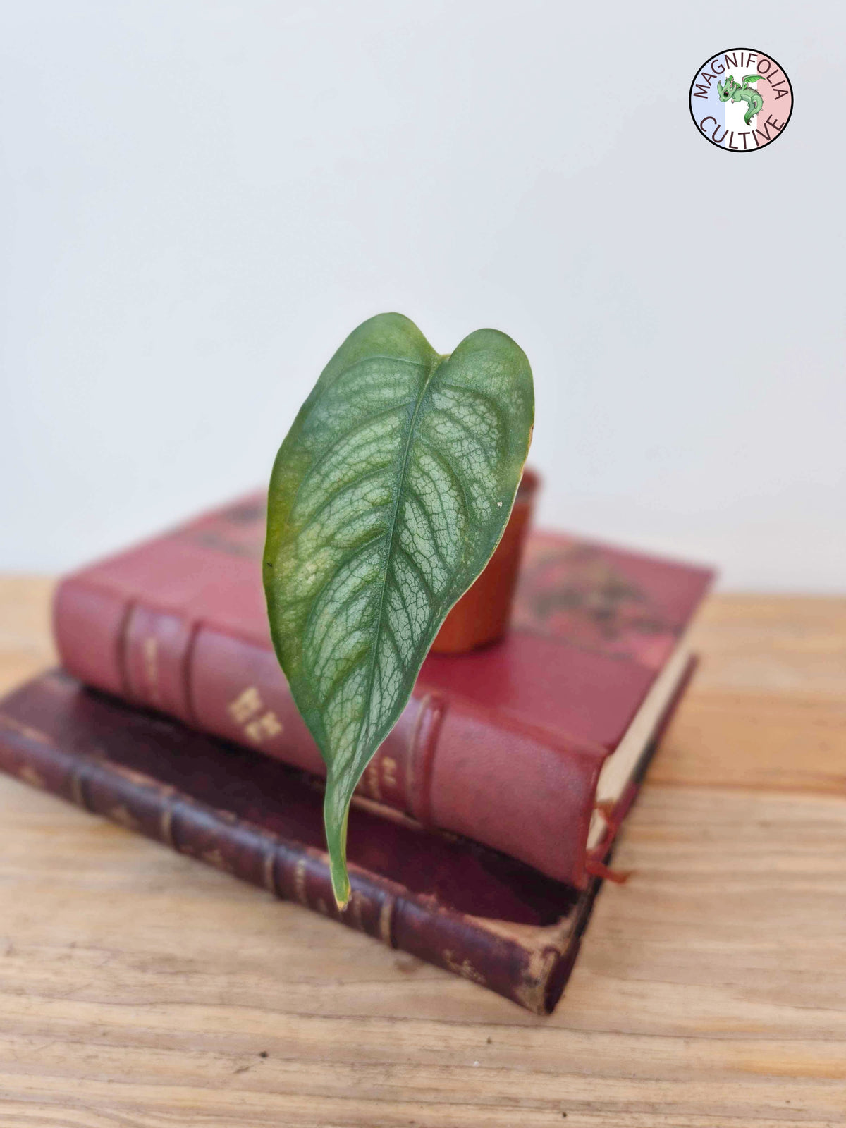 Monstera siltepecana