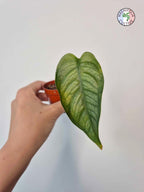 Monstera siltepecana