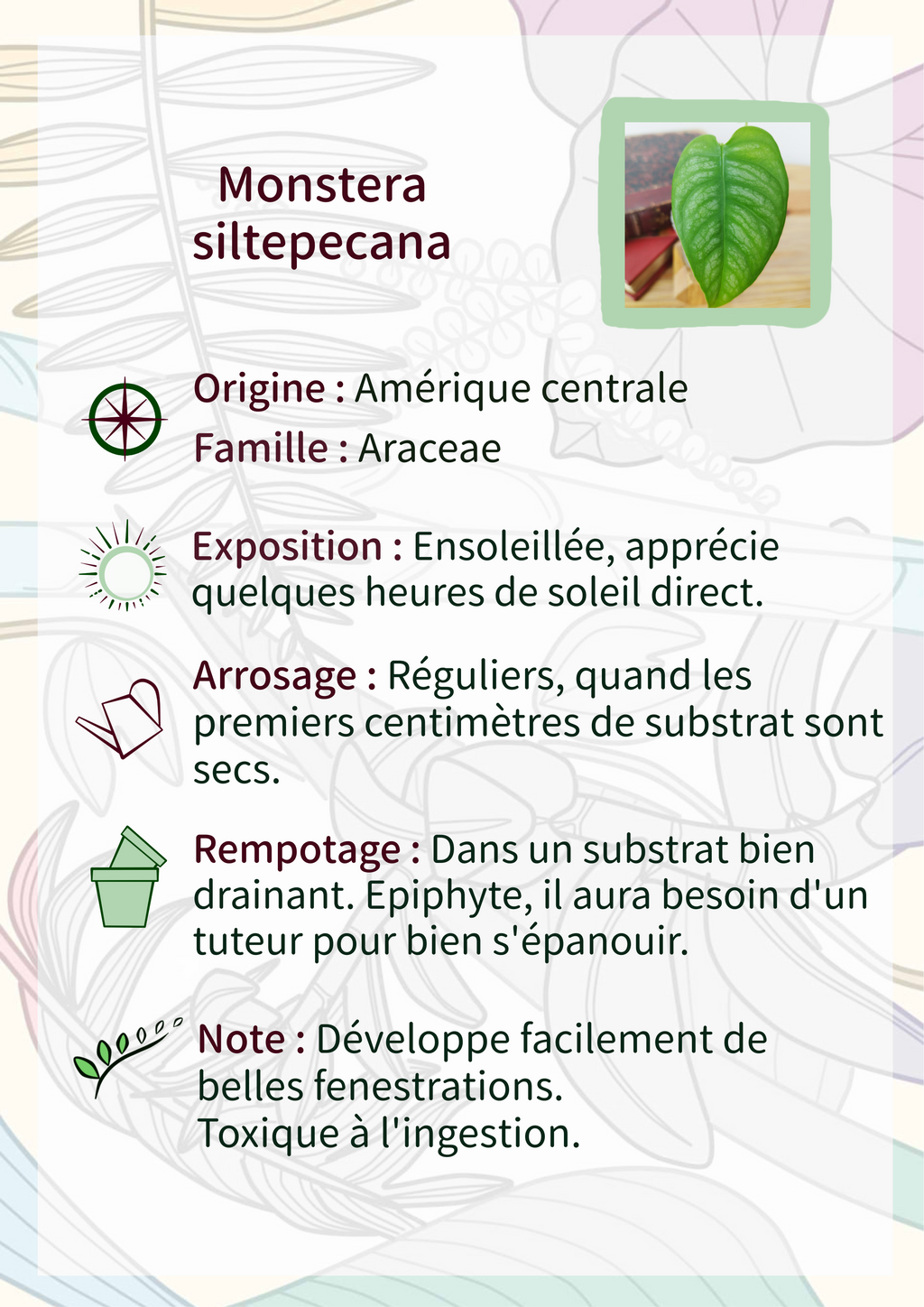 Monstera siltepecana