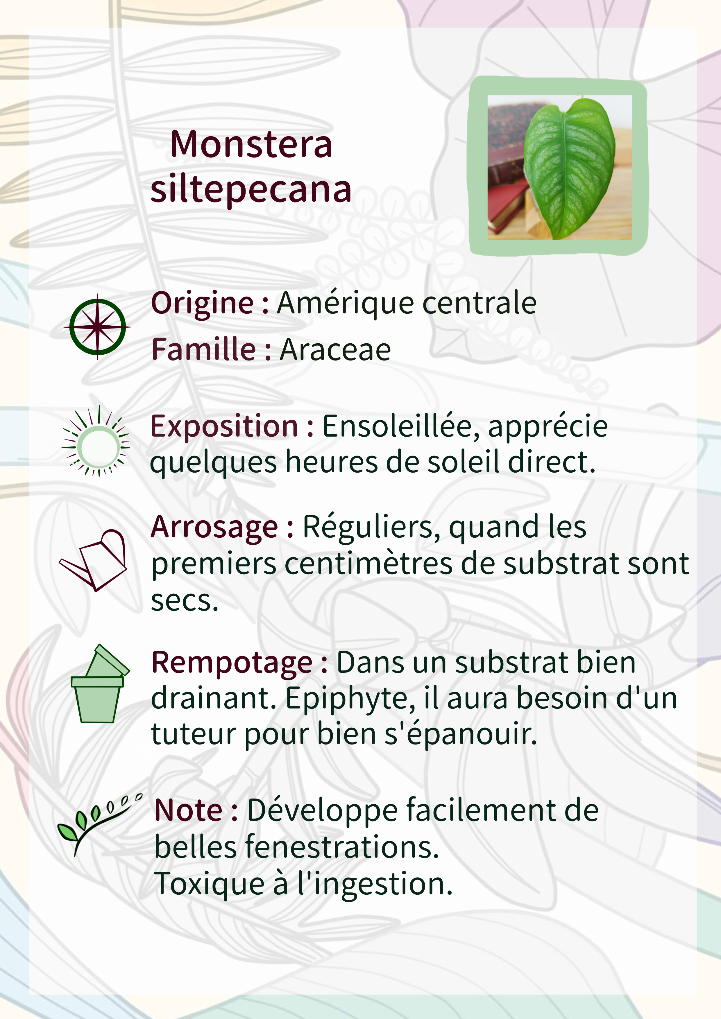 Monstera siltepecana