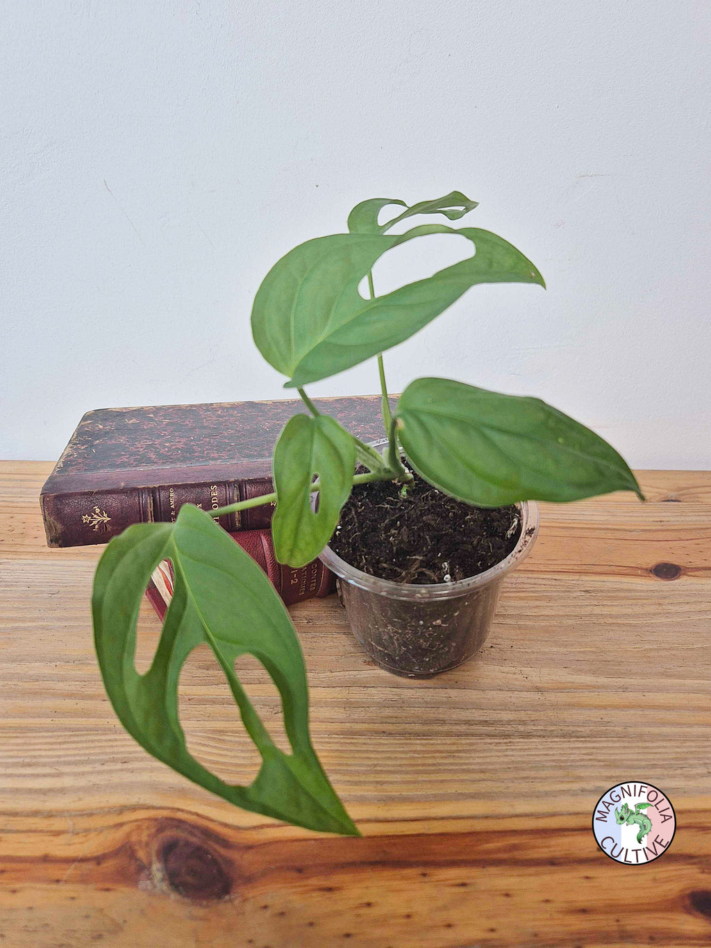 Monstera obliqua 'El Oro'