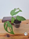 Monstera obliqua 'El Oro'