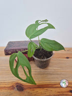 Monstera obliqua 'El Oro'