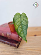 Monstera siltepecana