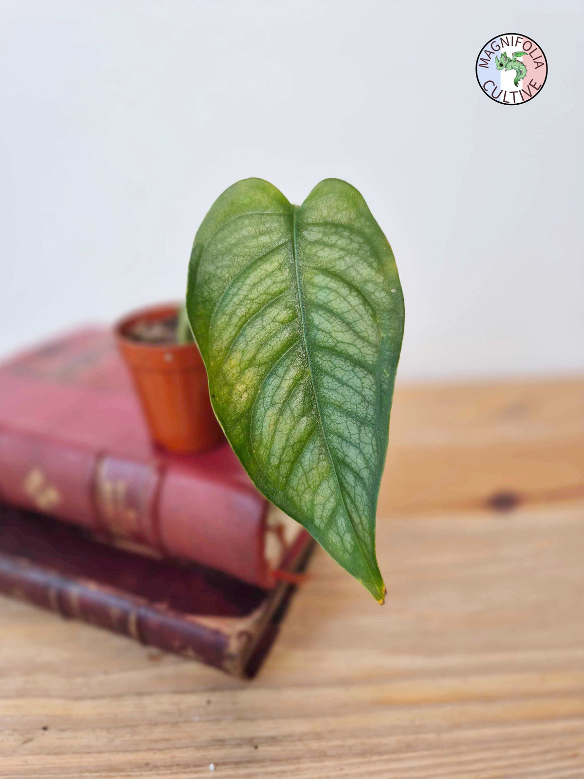 Monstera siltepecana