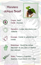 Monstera obliqua 'Brasil'