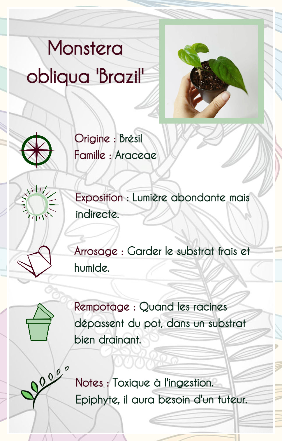 Monstera obliqua 'Brasil'