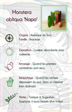 Monstera obliqua "Napo"