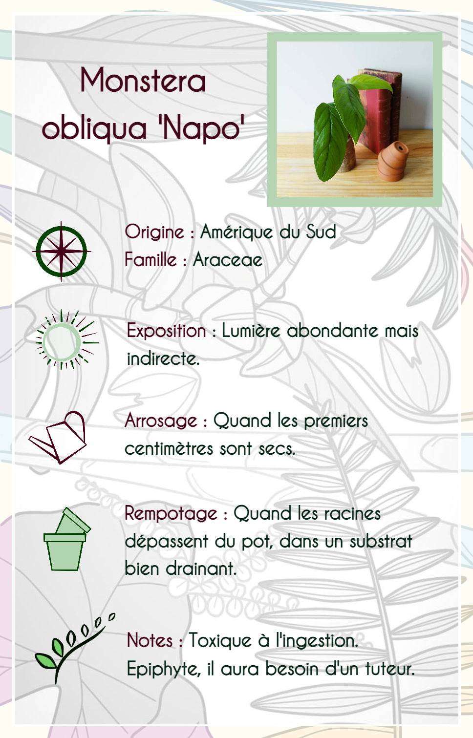 Monstera obliqua "Napo"