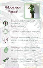 Philodendron "Florida Beauty"