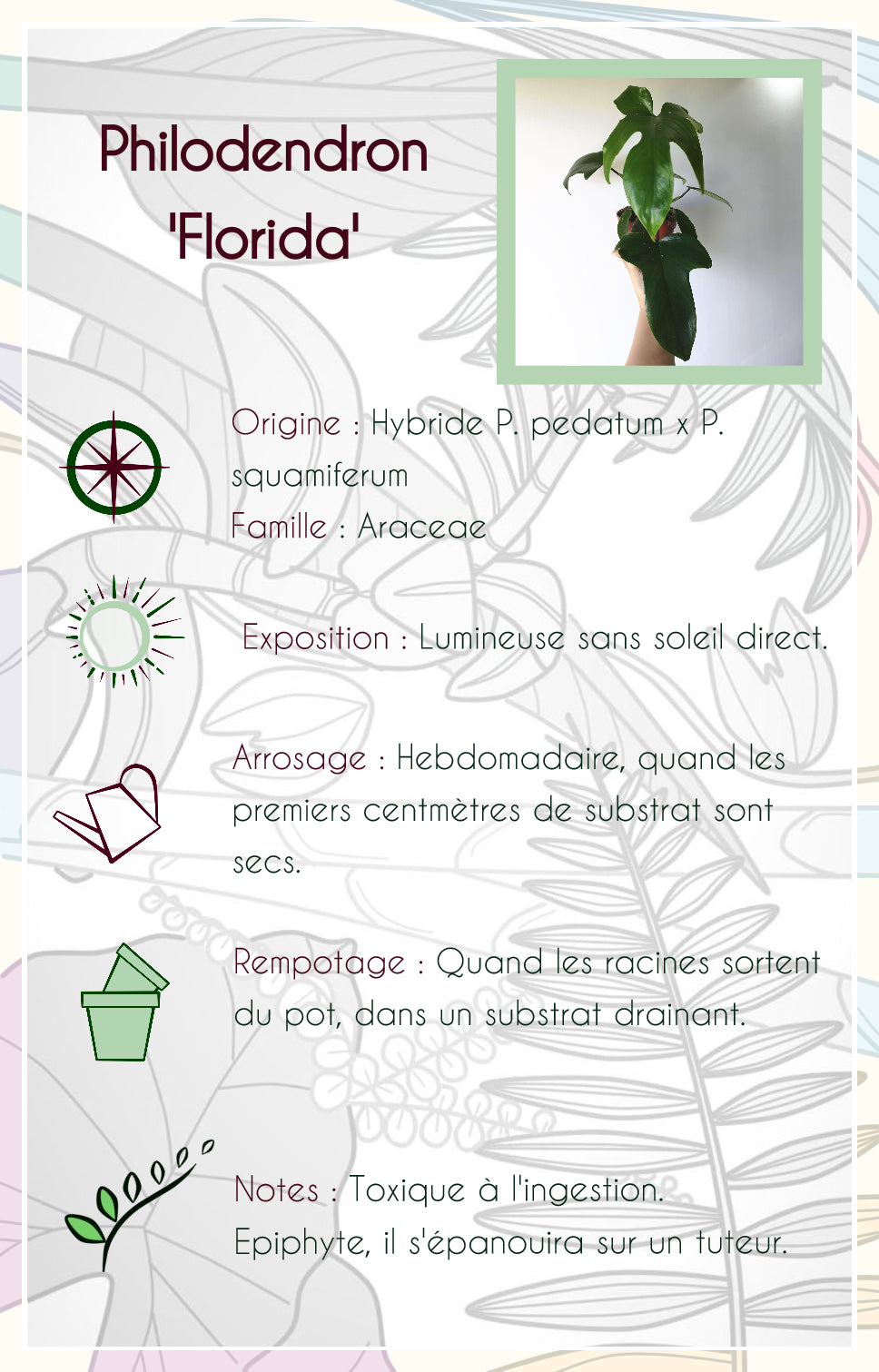 Philodendron "Florida Beauty"